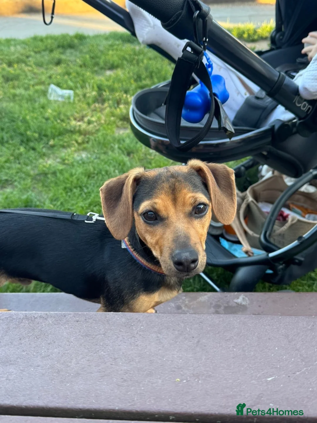Mixed Breed dogs for sale: Dachshund Cross - Advert 5
