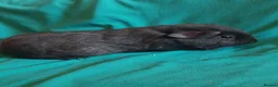 Guinea Pig rodents for sale: Guinea pig baby girls  - Advert 4