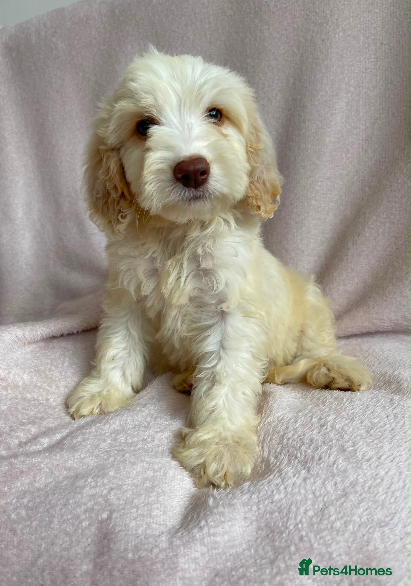 Cockapoo dogs 1 male 1 female Cockapoo puppies  - Advert 5