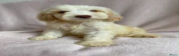 Cockapoo dogs for sale: Cockapoo puppies  - Advert 8