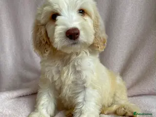 Cockapoo dogs 1 male 1 female Cockapoo puppies - Advert 5