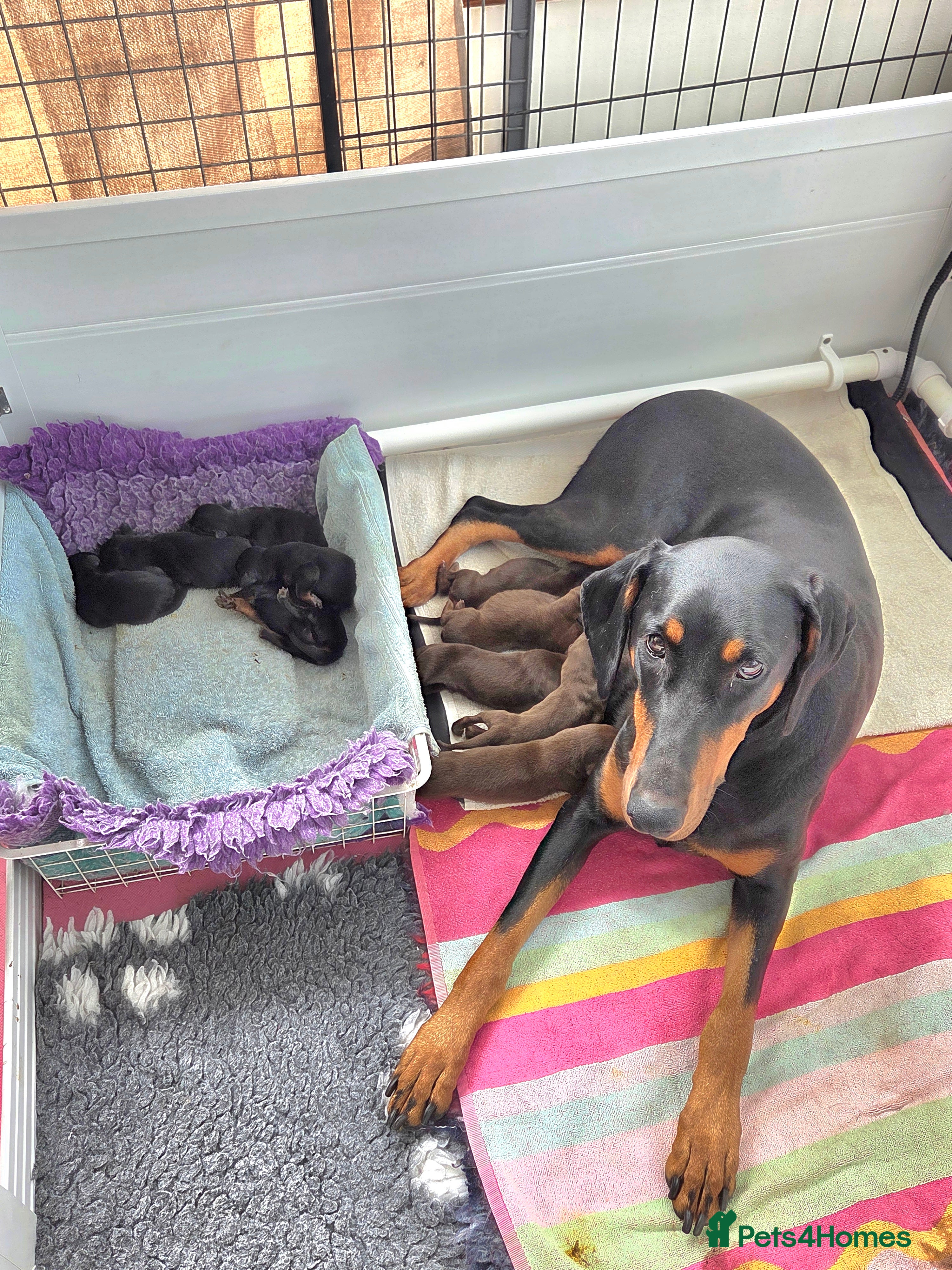 Dobermann dogs Healthy, happy Dobermann puppies available - Advert 1