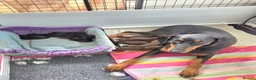 Dobermann dogs for sale: Healthy, happy Dobermann puppies available - Advert 1