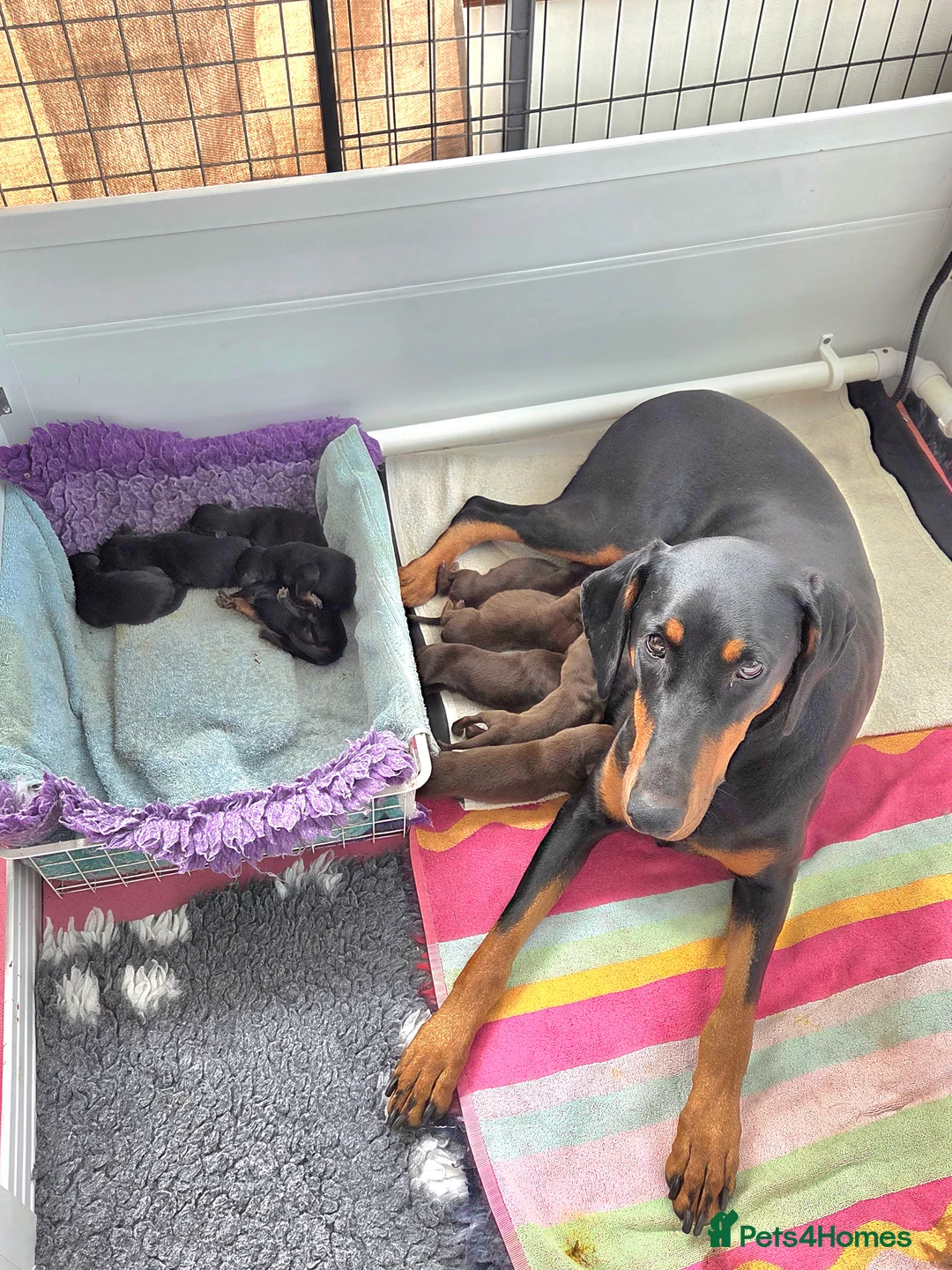 Dobermann dogs for sale: Healthy, happy Dobermann puppies available - Advert 1