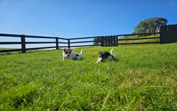 Jack Russell dogs for sale: Traditional Jack Russell Puppies - Image 7