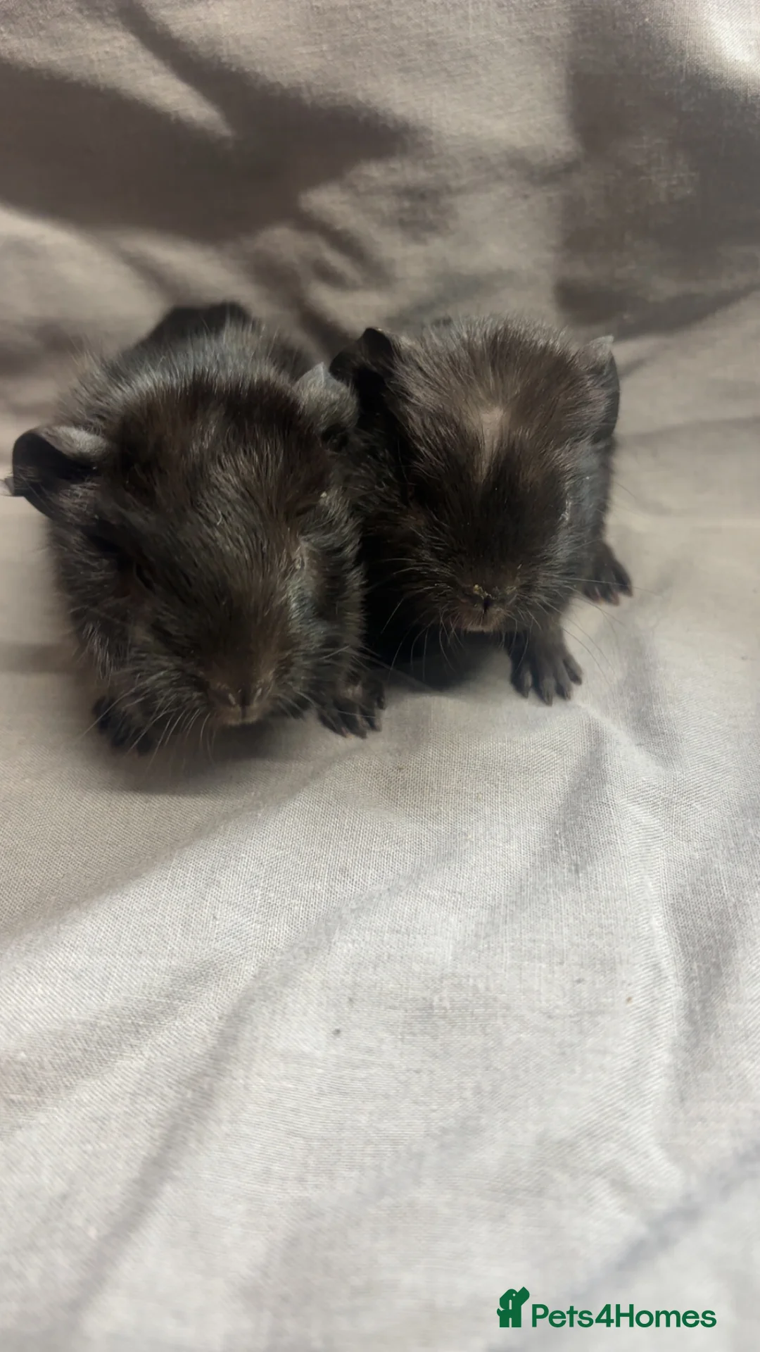 Guinea Pig rodents for sale: Girls ready now  - Advert 16