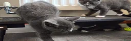British Shorthair cats for sale: Kittens 🐈🐈🐈 in Bristol - Advert 3