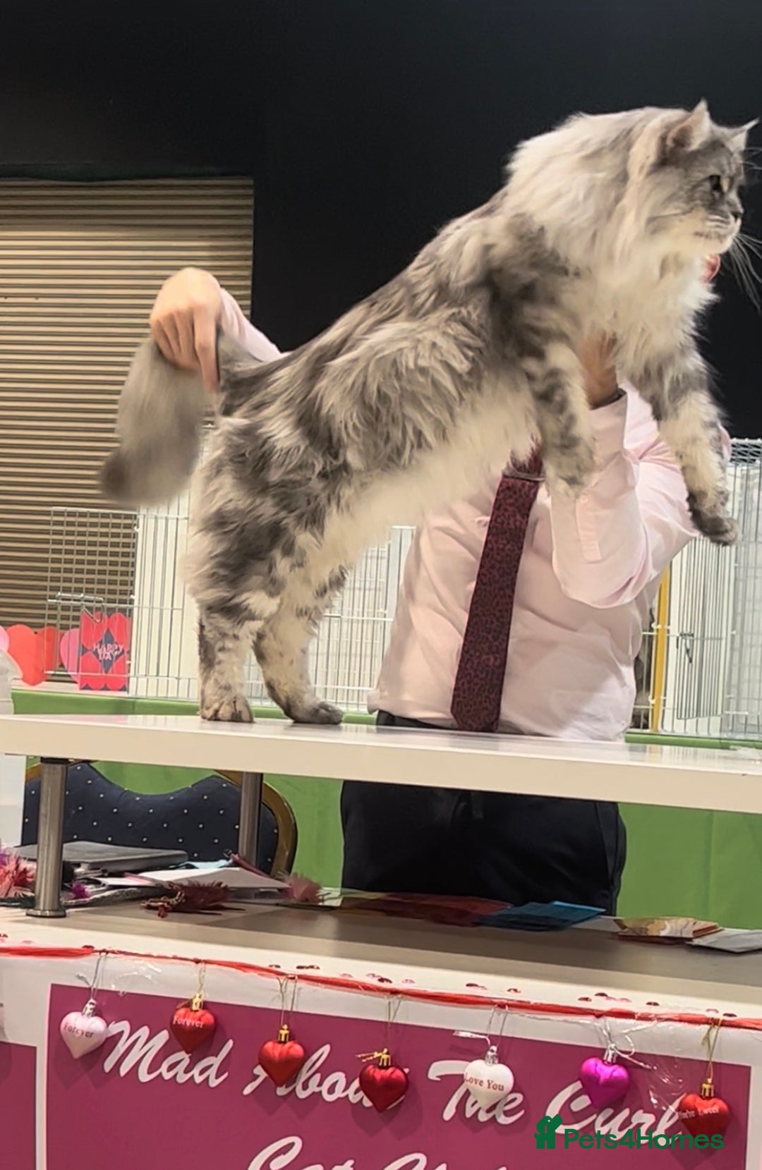 Maine Coon cats for sale: Registered Maine coon kittens  - Advert 11