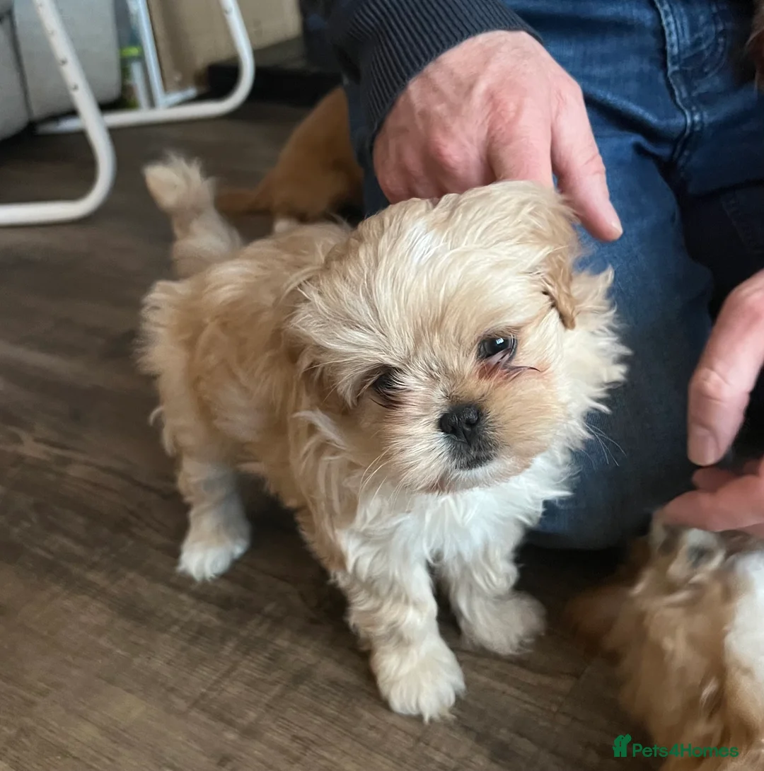 Mixed Breed dogs for sale: Cavapoo cross puppies - cuddly peekapoo pups  - Advert 3