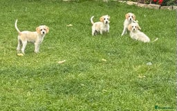 Cavapoo dogs for sale: Looking for forever homes - Image 8