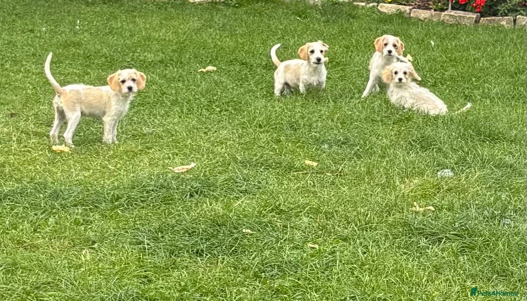 Cavapoo dogs for sale: Looking for forever homes - Image 8