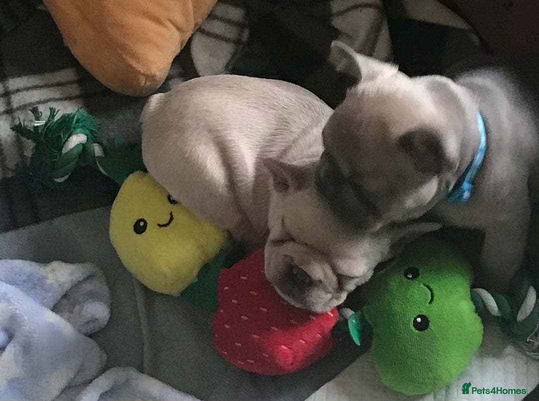 French Bulldog dogs for sale: 2 French Bulldog Puppy’s available - Image 2