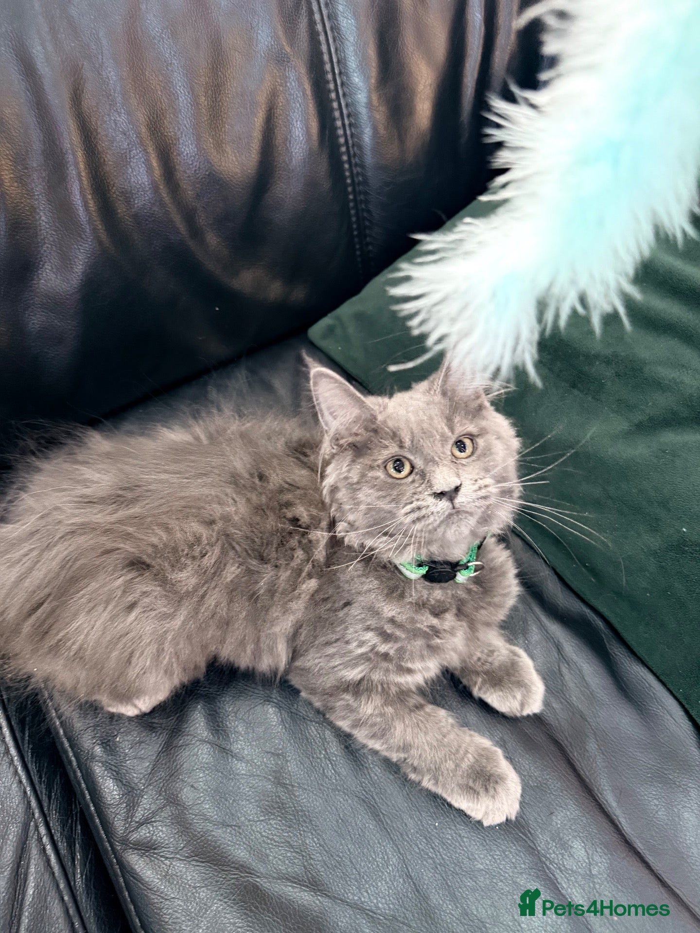 Maine Coon cats Maine Coon Kittens XXL – Blue. Beautiful - Advert 2