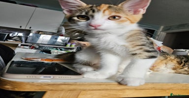 Maine Coon cats - Advert 15
