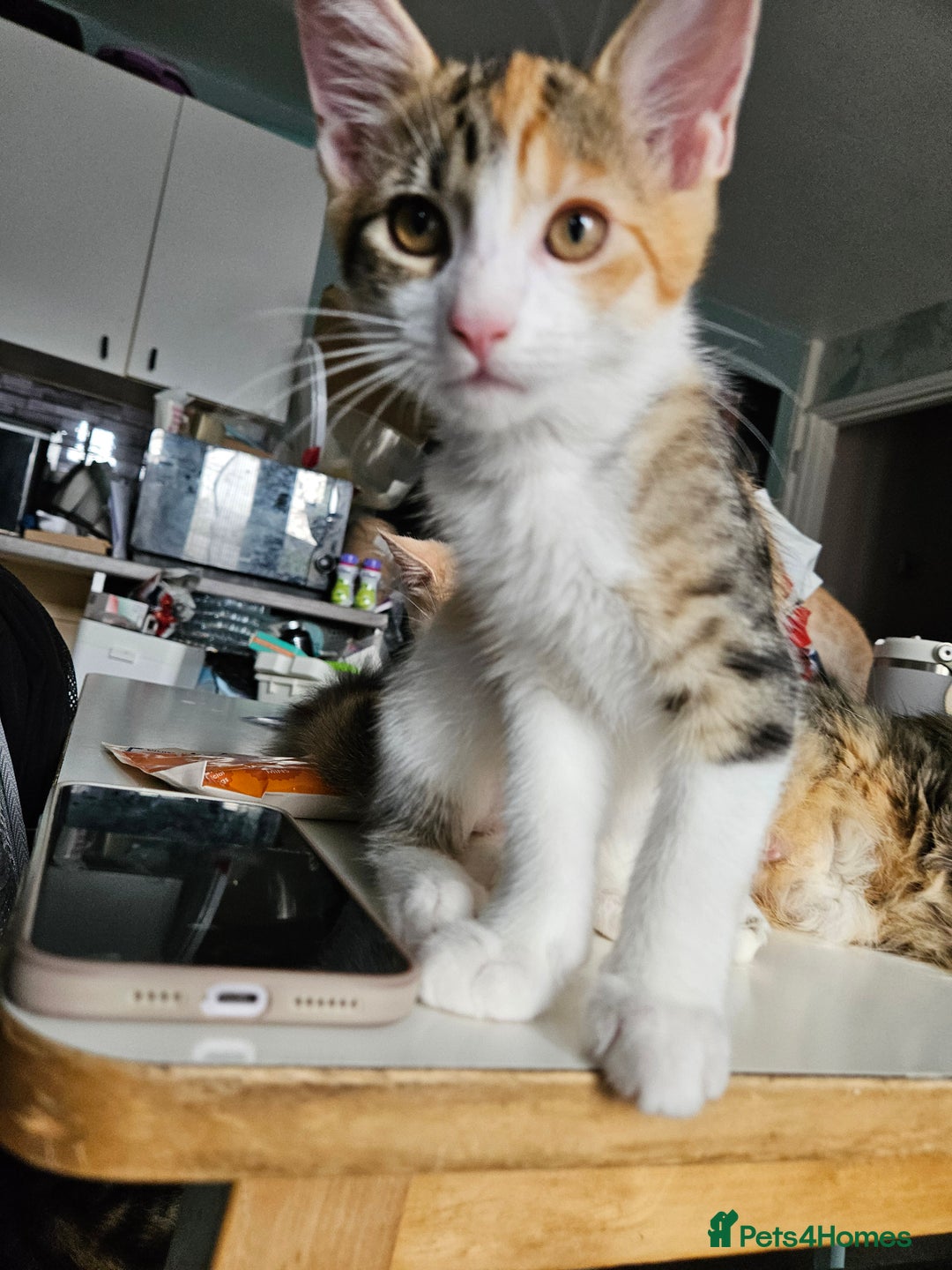 Maine Coon cats for sale: Maine Coon (parents not registered - family pet) - Image 2