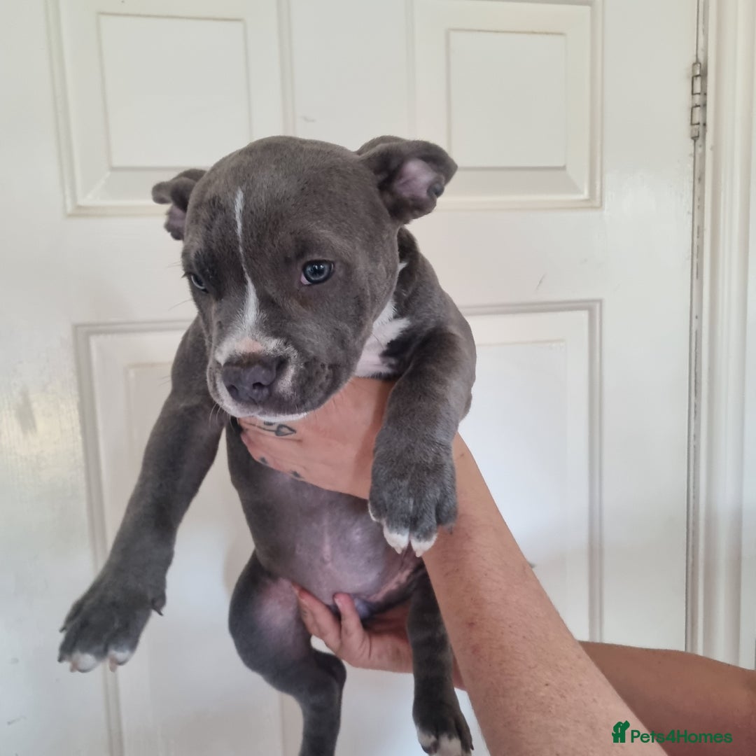 American Bully dogs for sale: David  - Image 32