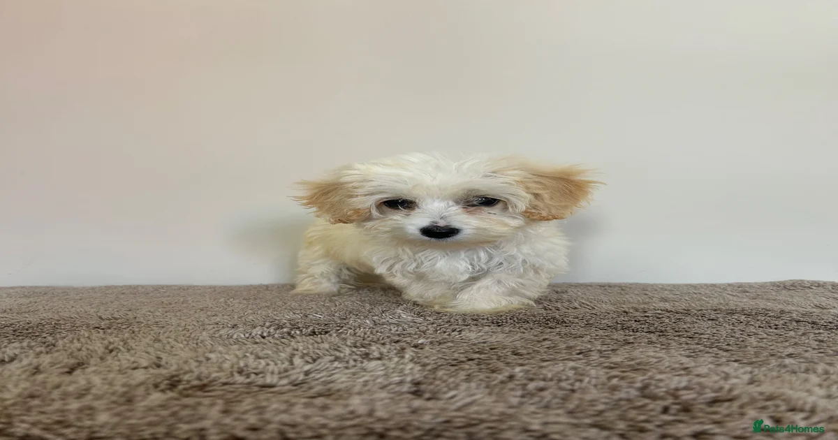 Maltipoo Puppies for sale in England | Pets4Homes