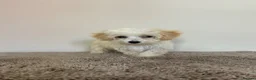 Maltipoo dogs for sale: Six beautiful maltipoo puppies - Advert 1