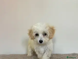 Maltipoo dogs Six beautiful maltipoo puppies - Advert 1