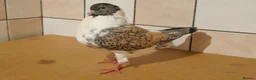 Pigeons birds for sale: English Modena  in Leeds - Advert 2