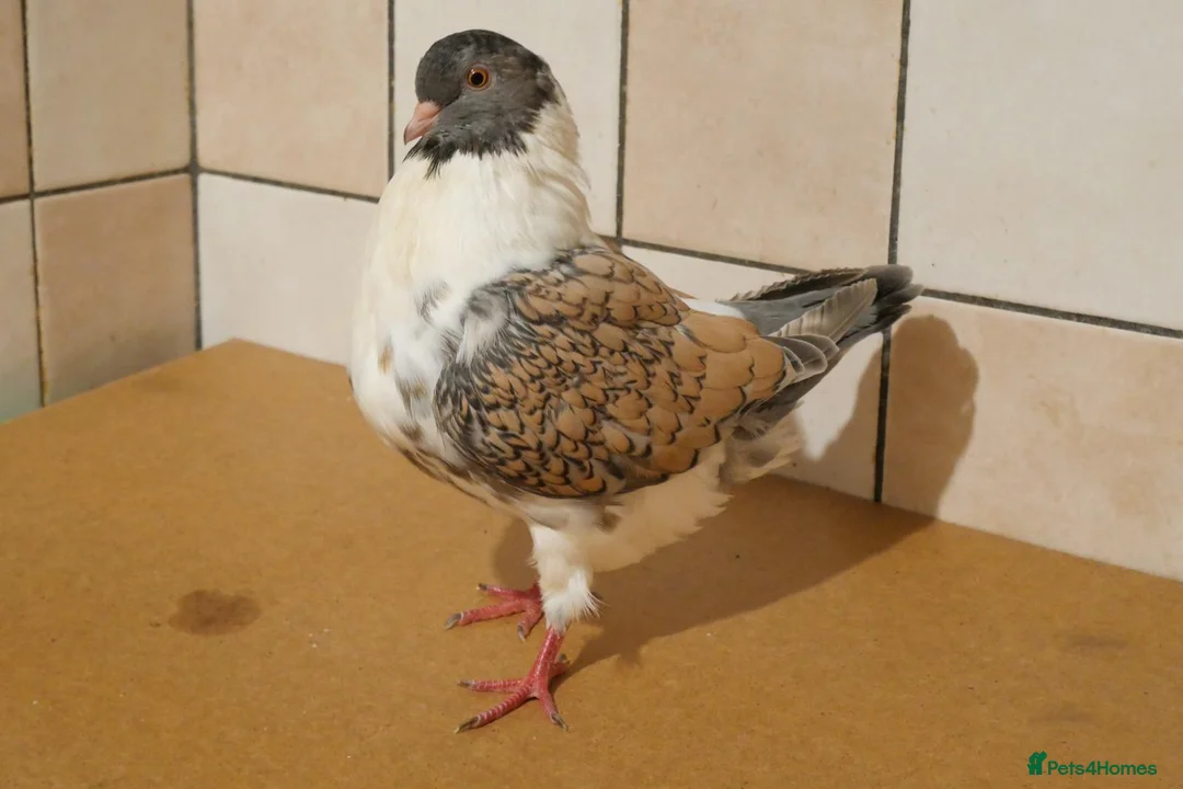 Pigeons birds for sale: English Modena  in Leeds - Advert 2