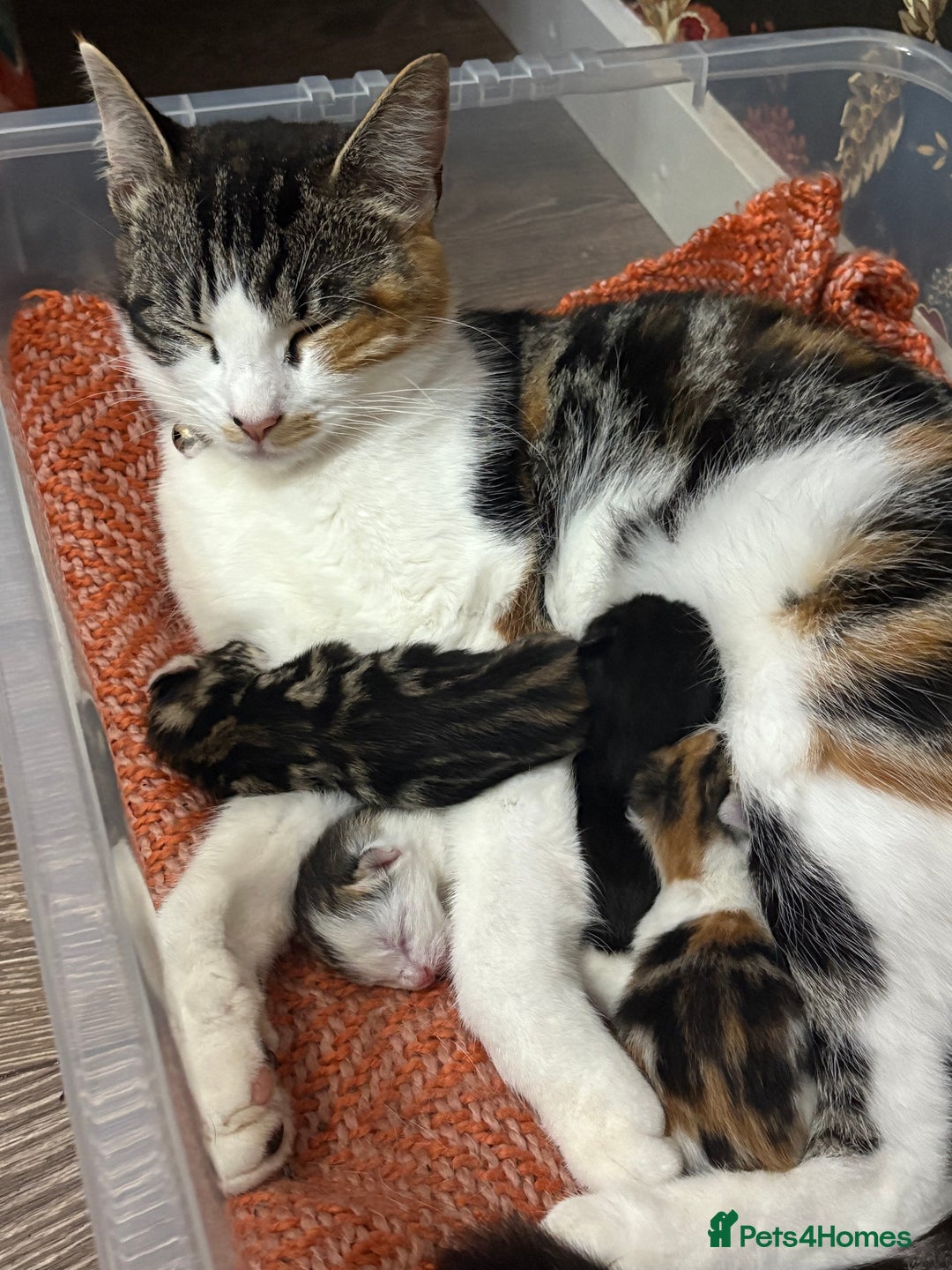 Mixed Breed cats for sale: Beautiful little kittens  - Advert 11