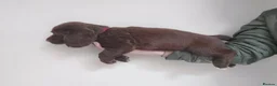 Sprocker dogs for sale: Sprocker ( Springer x Cocker ) pups for sale - Advert 6