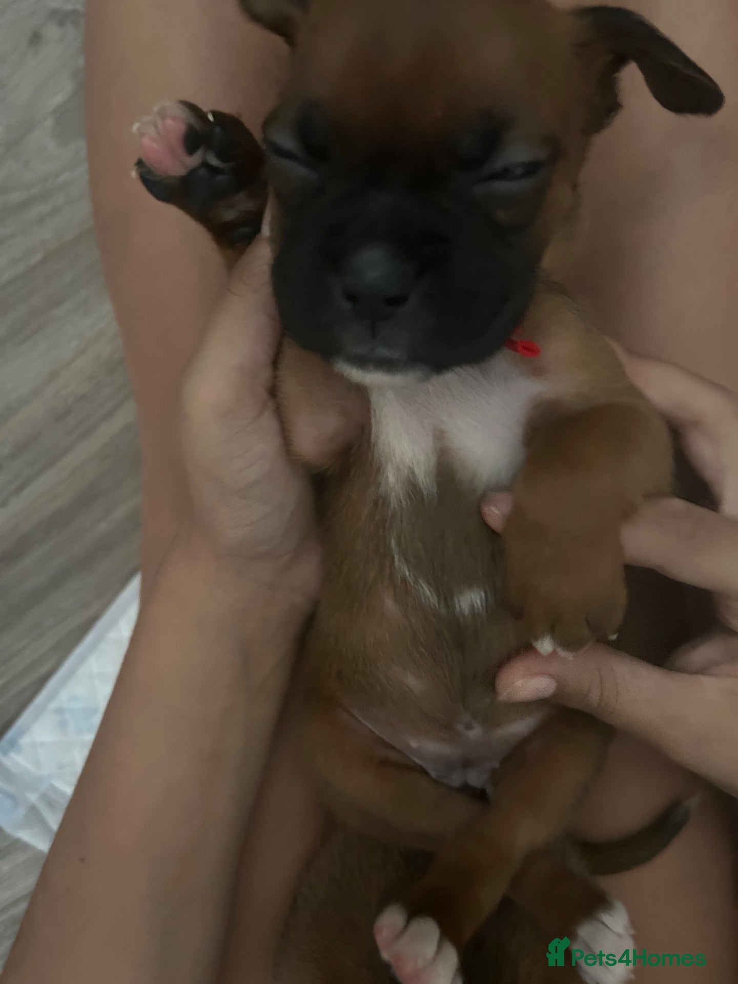 Boxer dogs Pedigree Boxer Puppies - Advert 1