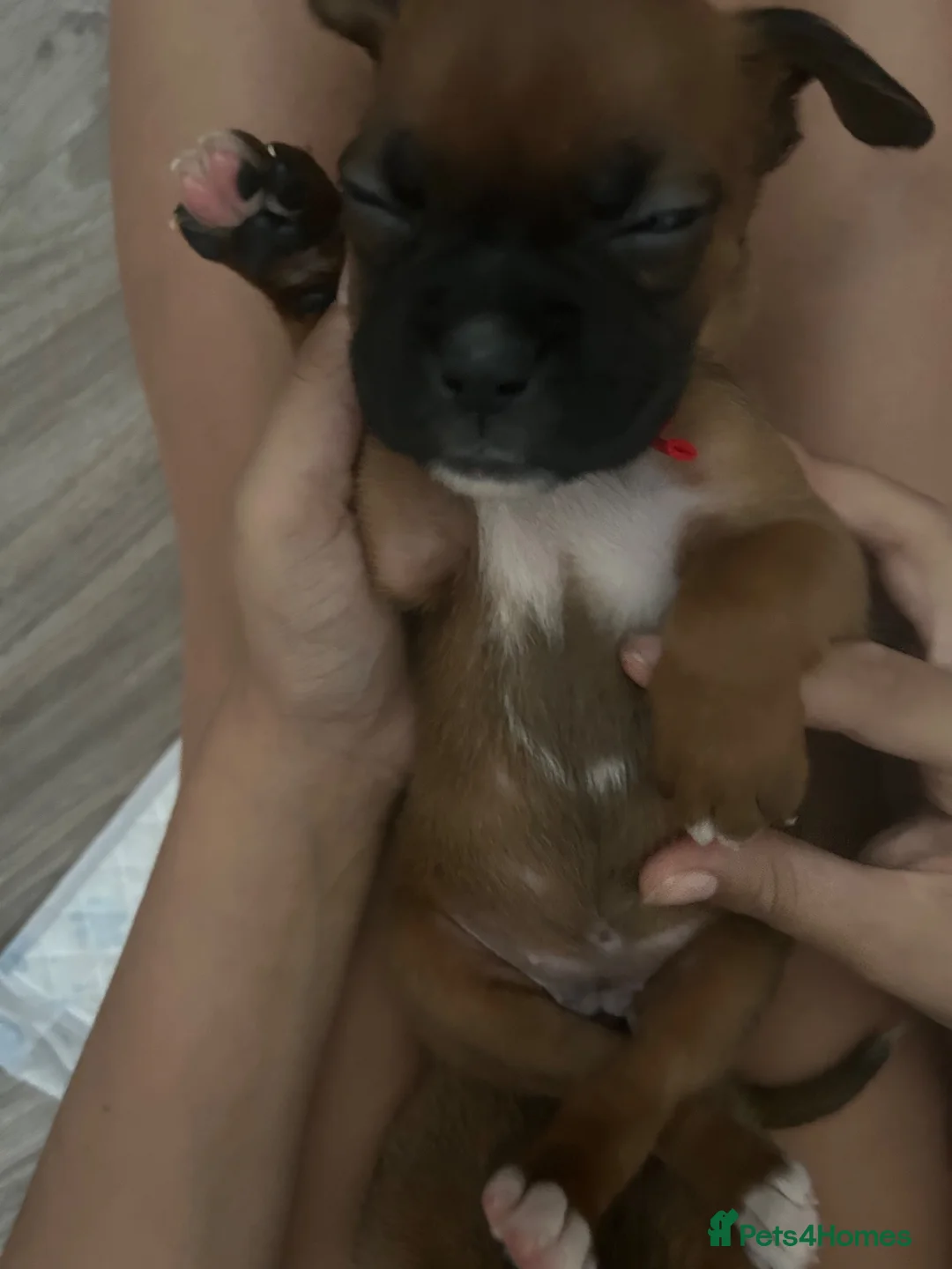 Boxer dogs for sale: Pedigree Boxer Puppies in Rochester - Advert 1