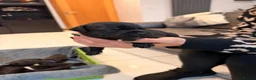 Staffordshire Bull Terrier dogs for sale: Staffordshire Bull Terrier Puppies (KC Registered) - Advert 2