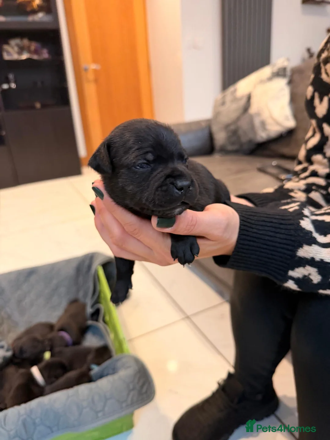 Staffordshire Bull Terrier dogs for sale: Staffordshire Bull Terrier Puppies (KC Registered) - Advert 2