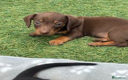 Dachshund dogs for sale: Dachshund Puppies  - Image 3