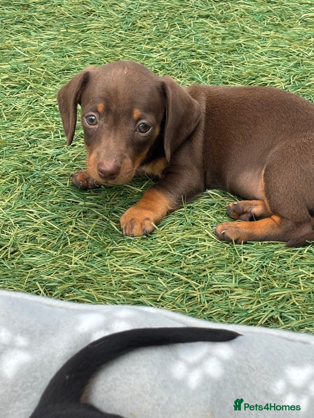 Dachshund dogs for sale: Dachshund Puppies  - Image 3