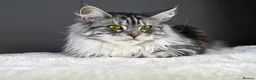 Maine Coon cats for sale: Peppy *Piggy*   - Advert 6