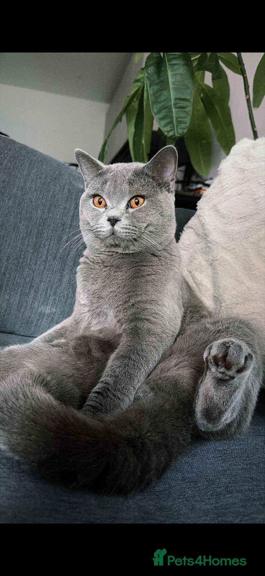 British Shorthair cats Blue British short hair available in Birmingham  - Advert 5