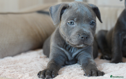 Staffordshire Bull Terrier dogs for sale: Beautiful staffy puppies - Image 14