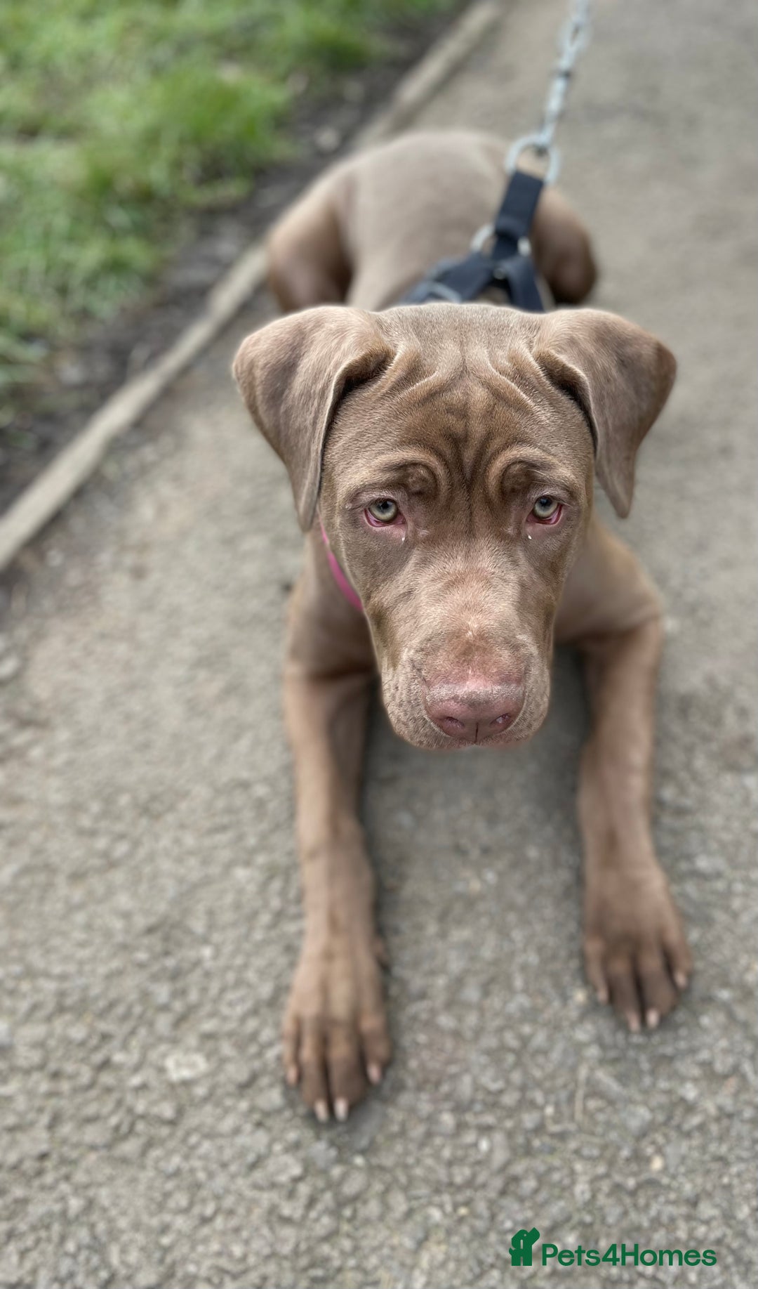 Mastiff dogs for sale: Beautiful Family Mastiff for sale - Advert 4