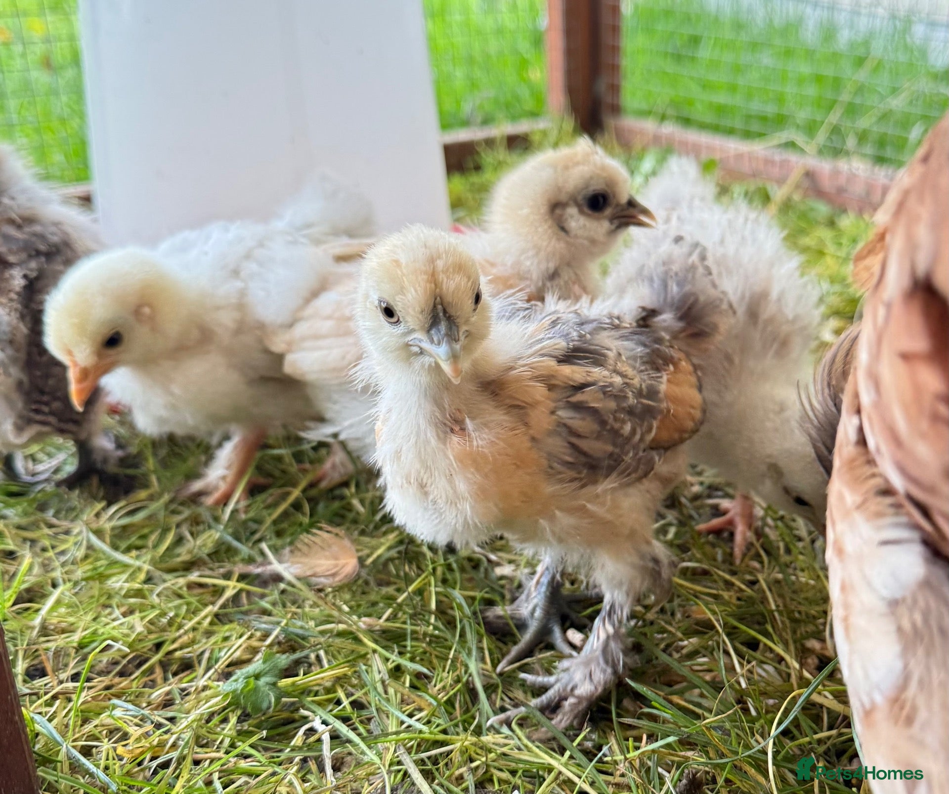 Chickens poultry 🐣 6 GORGEOUS 3 WEEKS OLD SILKIE CHICKS AVAILABLE  - Advert 2