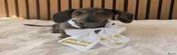 Miniature Dachshund dogs for sale: Female miniature dachshund for sale in Barnsley - Advert 2