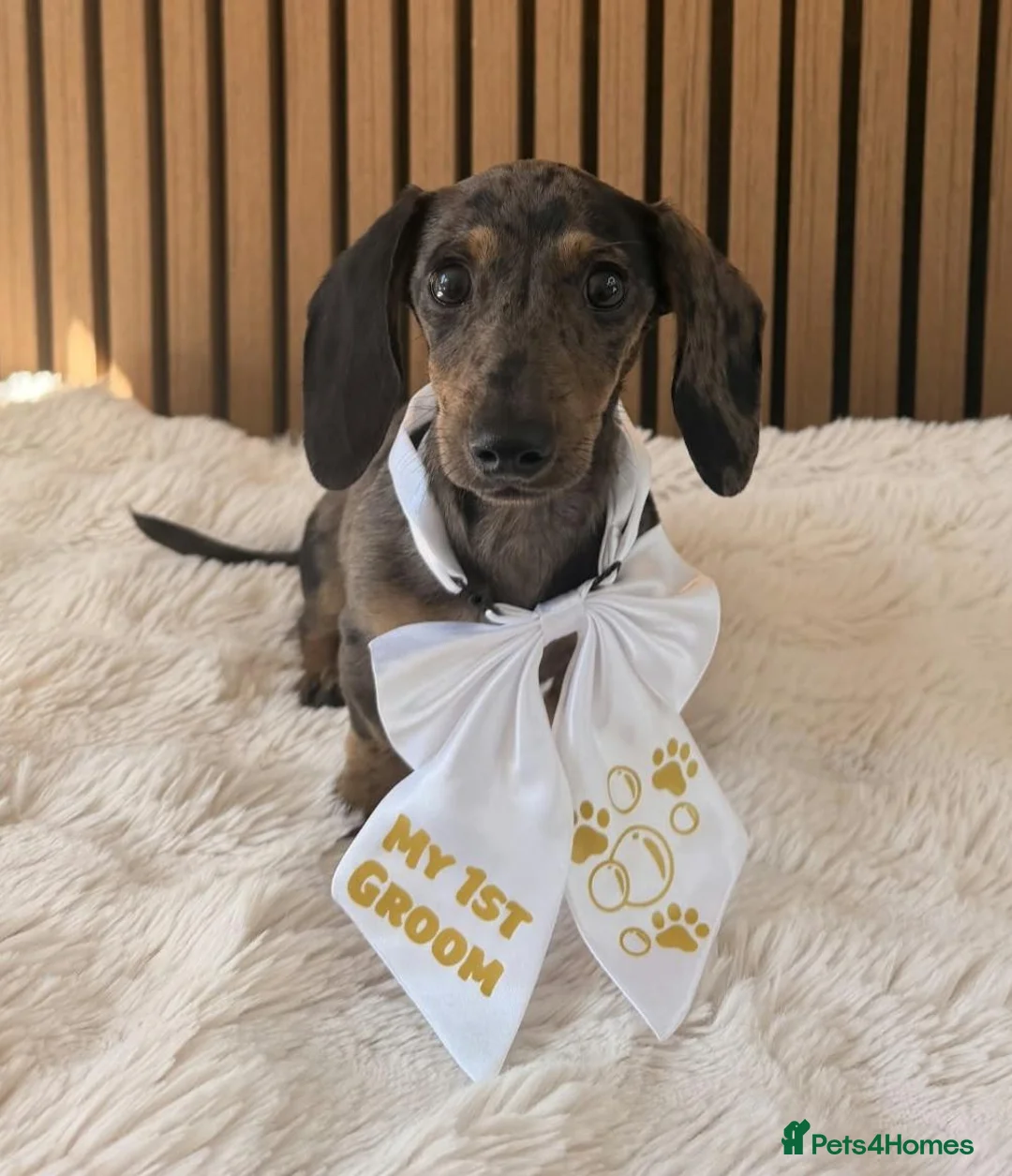 Miniature Dachshund dogs for sale: Female miniature dachshund for sale in Barnsley - Advert 2