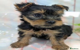 Yorkshire Terrier dogs for sale: Pedigree Yorkshire Terrier Puppies - Image 11
