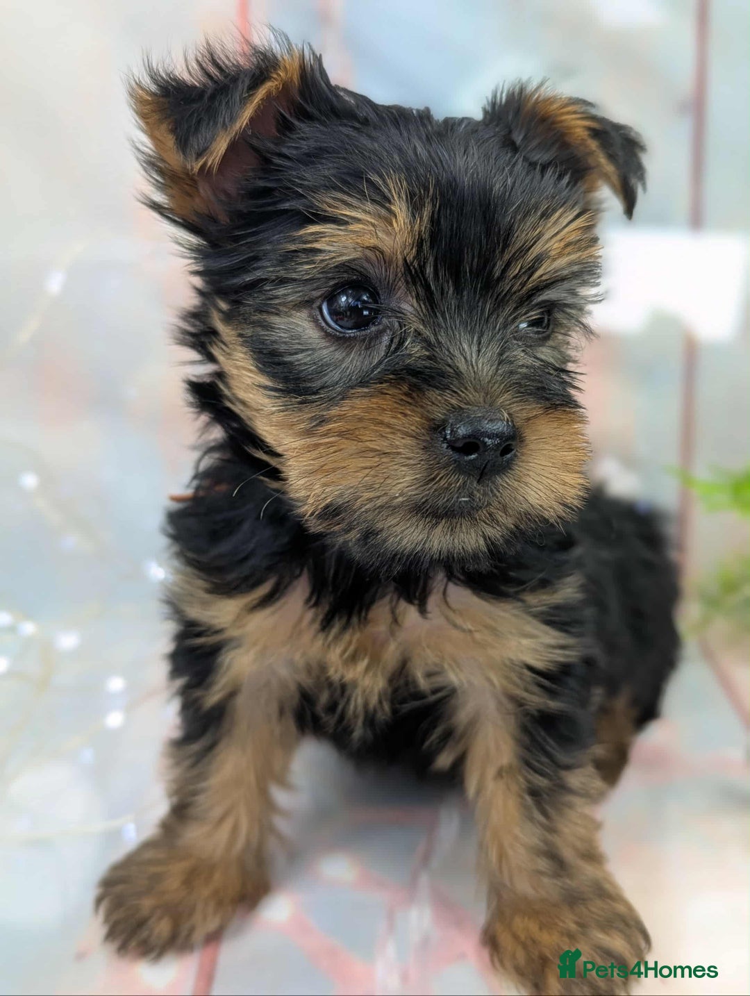 Yorkshire Terrier dogs for sale: Pedigree Yorkshire Terrier Puppies - Image 11