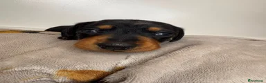 Miniature Dachshund Red collar 