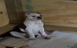 Olde English Bulldogge dogs for sale: LAST BABY GIRL both jabs microchipped pricedrop - Image 6