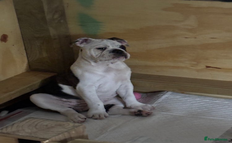 Olde English Bulldogge dogs - Advert 1