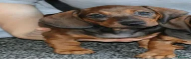 Dachshund 6