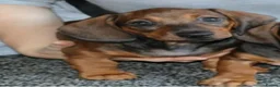 Dachshund dogs for sale: 7 dachshund pups for sale - Advert 2