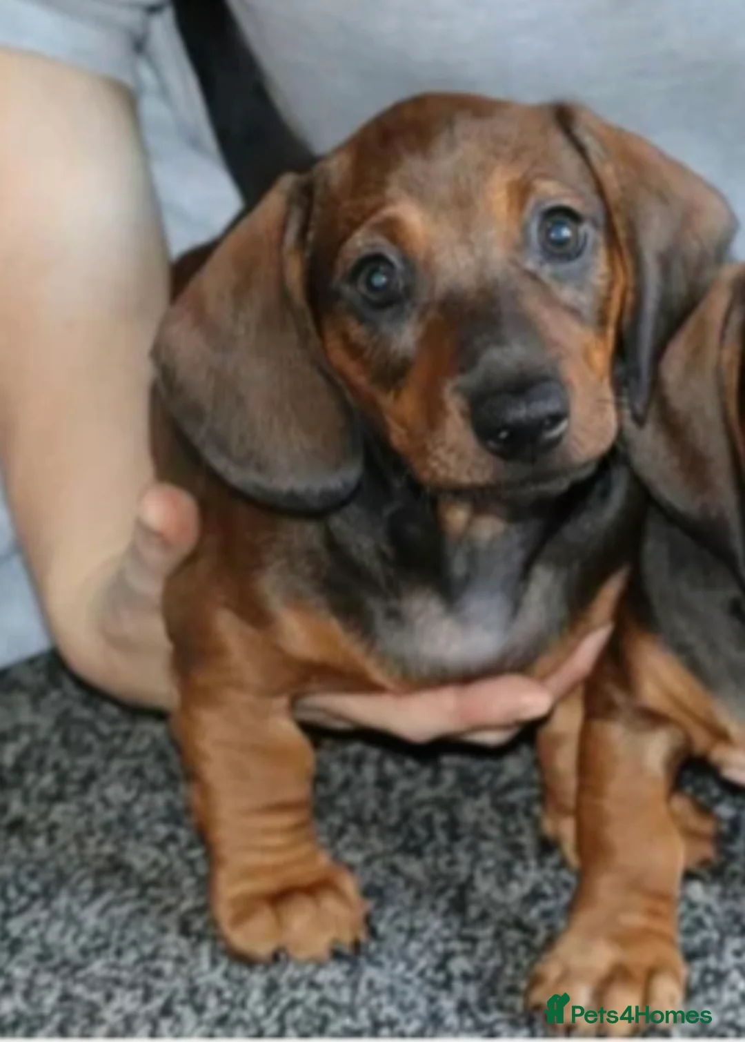 Dachshund dogs for sale: 7 dachshund pups for sale - Advert 2