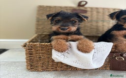 Welsh Terrier dogs for sale: Stunning KC Welsh Terriers - Image 4