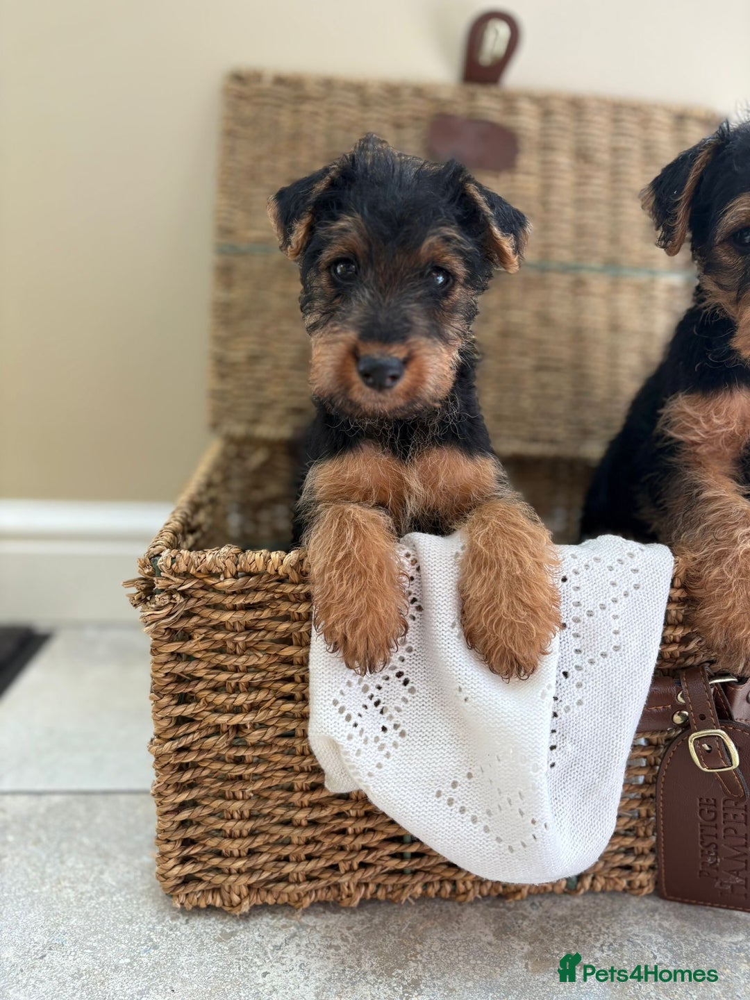 Welsh Terrier dogs for sale: Stunning KC Welsh Terriers - Image 4